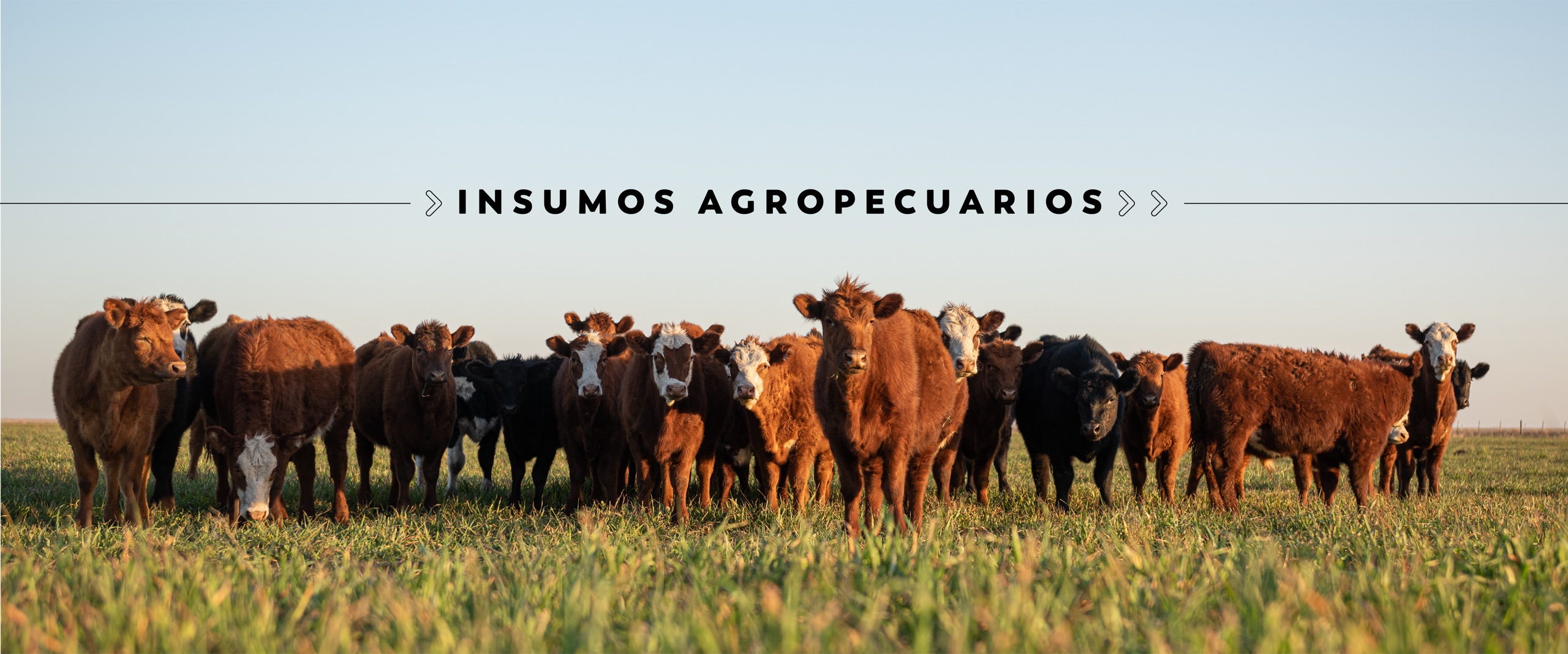 Hacienda en pastura abierta — Identificación y manejo del rodeo