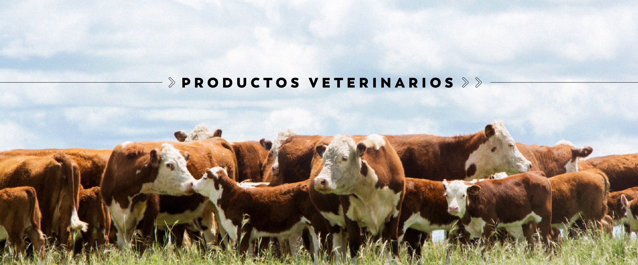 Rodeo de hacienda Hereford en pastura — Productos Veterinarios