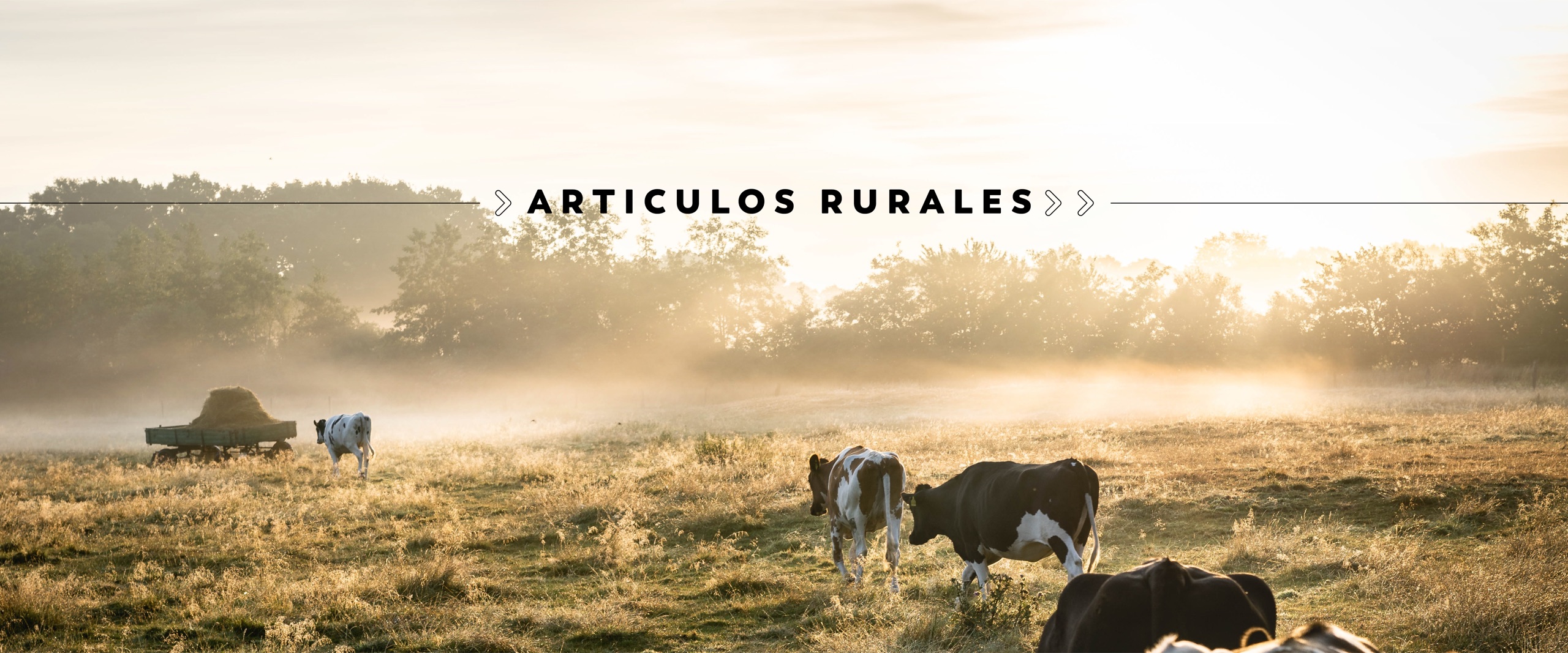 Campo entrerriano al amanecer con hacienda — Artículos Rurales