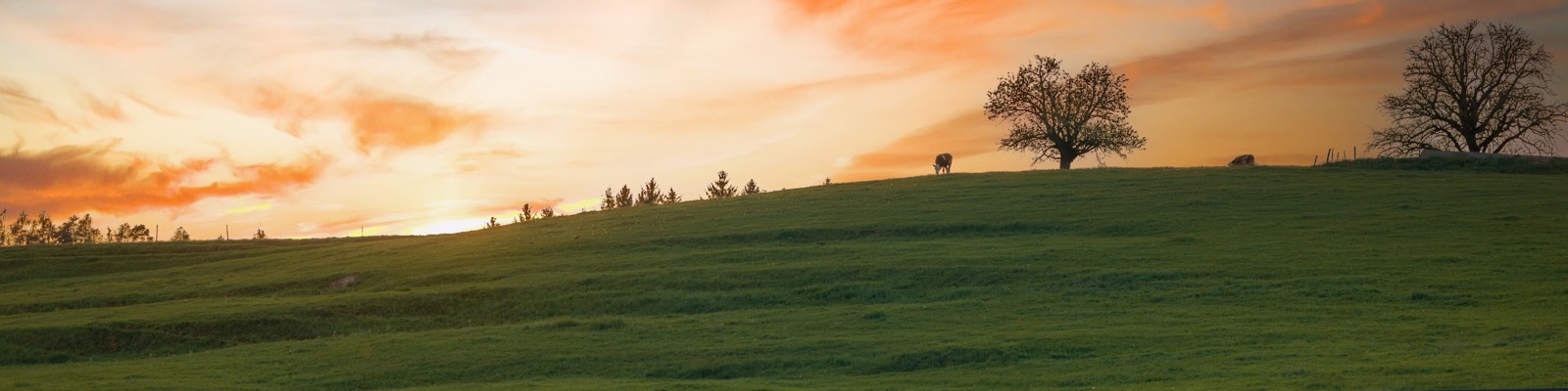 Horizonte de campo entrerriano al atardecer