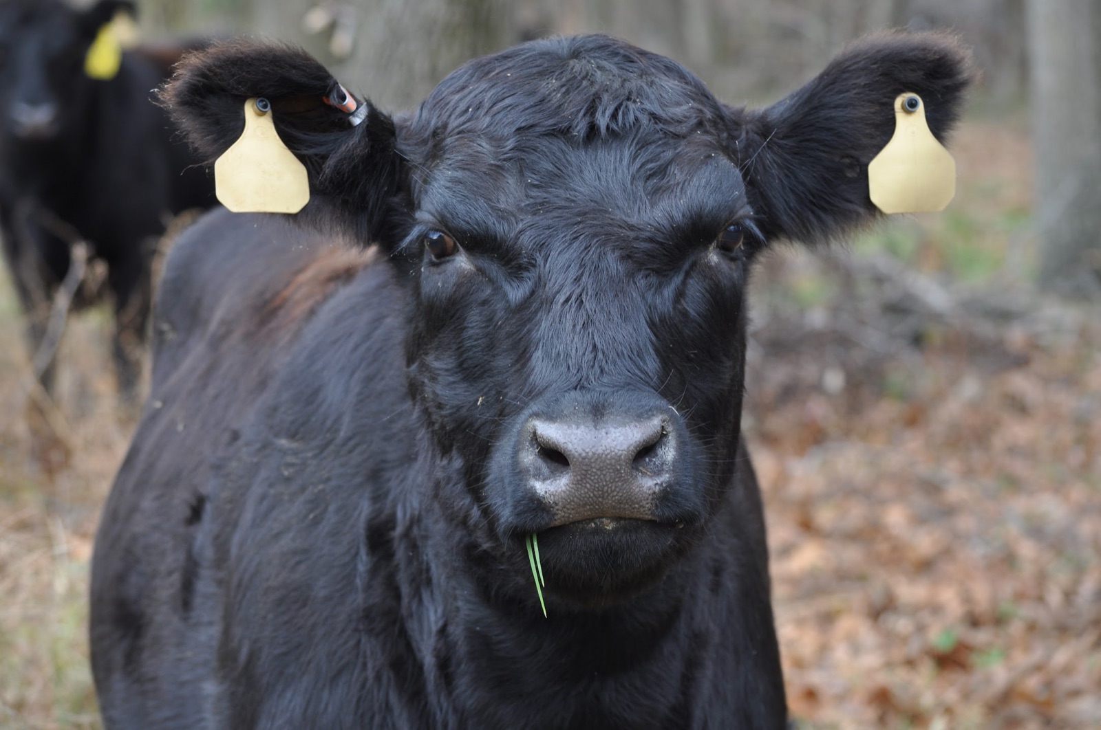 Retrato de una vaca Angus a campo